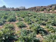 Suelo en venta, Totana, Murcia