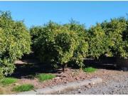SUELO RUSTICO EN LA VALL DUIXÓ