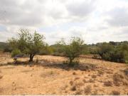 SUELO RÚSTICO EN VENTA MASIA PAVIA TORRENT