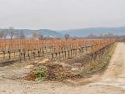 SUPERPREIS IM WEINORT SOOSS ! GRUNDSTÜCK mit...