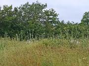 Surgères 17700 Programme neuf terrain neuf à vendre