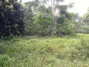 Taiarapu Est 98719 Achat / Vente terrain