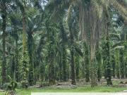 Taman Perindustrian Pekan Nenas