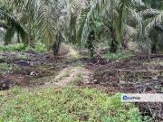 Taman Perindustrian Pekan Nenas