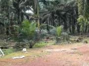 Taman Sri Pekan Nanas
