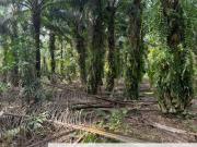 Taman Sri Pekan Nanas