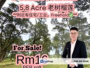 Taman Utama, Pekan Nanas