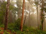 Tanarimba, Janda Baik is where you adopt the pace of nature