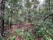 Tbd Rintz St, Interlachen, Plot For Sale