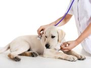 Tempo libero in vendita a Roma