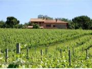 Terra Castiglione Del Lago Perugia DLS87523632