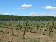 Terra Castiglione del Lago Umbria 6061 DS93753544