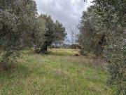 Terra Castiglione Del Lago Umbria ELS96309242