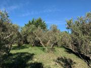 Terrain 1280 m²