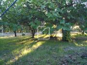 Terrain clos et arboré par de nombreux arbres fruitiers