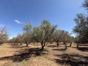 Terrain de 27624 m2 Marrakech, Maroc