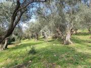 Terrain de 5677 m2 en vente Opio, Provence Alpes Côte...