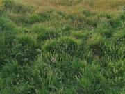 Terrain de 614m²