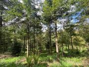 Terrain de loisirs bois Etang à vendre à Châteauneuf du...