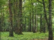 Terrain de loisirs bois Etang à vendre à Ciry le Noble 71420