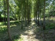 Terrain de loisirs bois Etang à vendre à Poilley 35420