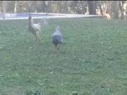 Terreno 1. 170 m2 com piscina em Piracaia SP