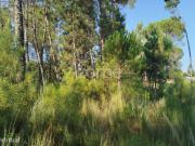 Terreno, 1 958 m, Santiago de Cassurres e Pvoa de Cerves