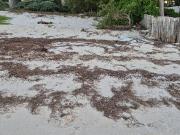 TERRENO 1A LINE DE PLAYA KM 23.5 CARRETERA A TELCHAC