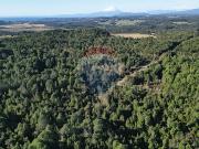 Terreno 5020 m2 forestado en Lomas de Puerto Varas