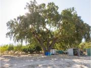 TERRENO 9900M2 COM POSSIBILIDADE DE CONSTRUÇÃO 165 000€