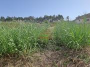Terreno, A Dos Cunhados e Maceira, Torres Vedras | BPI...