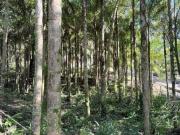 Terreno à venda, 1300 m² por R$ 75.000,00 Sambaqui...