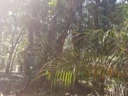 Terreno à venda, 1383 m² por R$ 85.000,00 Sambaqui...