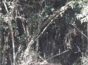 Terreno à venda, 20000 m² por R$ 188.000,00 Águas Claras... Terreno à venda, 20000 m² por R$ 188.000,00 Águas Claras...