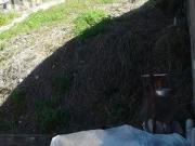 Terreno à venda, 204 m² por R$ 400.000,00 Vila Nova...