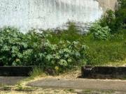 Terreno à venda, 210 m² por R$ 260.000,00 Jardim América...