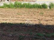 Terreno à venda, 2300 m² por R$ 900.000 Chácara Cruzeiro...