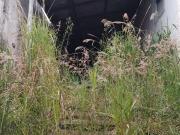 Terreno à venda, c/ 239 m², Comercial Rua Ed. Monteiro,...