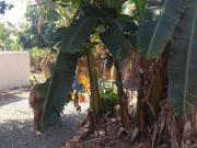 Terreno à venda, 2500 m² por R$ 2.630.000,00 Jardim...