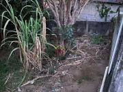 Terreno à venda, 270 m² por R$ 140.000,00 Bela Vista...