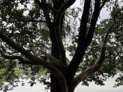 Terreno à venda, 3000 m² por R$ 700.000,00 Serra da...