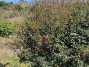 Terreno à venda, 4000 m² por R$ 130.000,00 Chácara Santa...