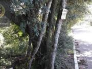 Terreno à venda, 4000 m² por R$ 1.590.000,00 Tarumã... Terreno à venda, 4000 m² por R$ 1.590.000,00 Tarumã...