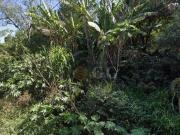 Terreno à venda, 468 m² por R$ 95.000,00 Tarumã Viamão/RS