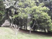 Terreno à venda, 5000 m² por R$ 1.100.000,00 Mailasqui... Terreno à venda, 5000 m² por R$ 1.100.000,00 Mailasqui...