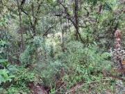 Terreno à venda, 5170 m² por R$ 350.000,00 Descansópolis...