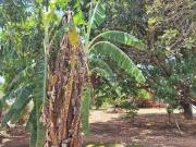 Terreno à venda, 750 m² por R$ 700.000,00 São Gonçalo...