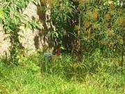 Terreno à venda, 810 m² por R$ 1.300.000,00 Granja Viana...