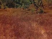 Terreno à venda em Botelha