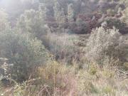 Terreno à venda em Abrantes